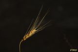 060 Solitariarid.jpg